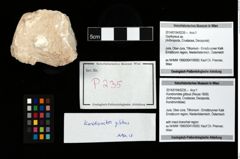 Foto (Objekt + Etikett) von Konidromites gibbus (Reuss 1858)  (NHMW-GEO-2014-0194-0235)